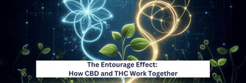 Understanding the Entourage Effect: How CBD and THC Work Together