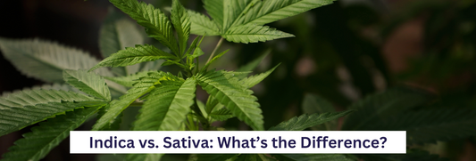 difference between sativa and indica strains