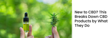 Person holding cannabis oil beside a cannabis plant, highlighting CBD options and benefits.