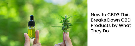 Person holding cannabis oil beside a cannabis plant, highlighting CBD options and benefits.