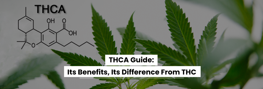 THCA Explained: Benefits, Differences & Health Insights – MPC