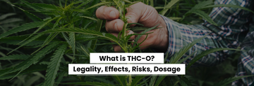 What is THC-o