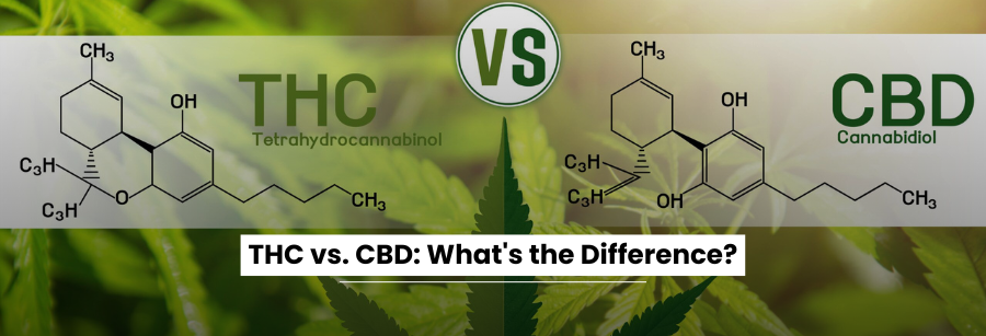 Thc Vs. Cbd: What's The Difference? 